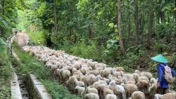 Viral, Anggota TNI di Ponorogo Kembala Ratusan Kambing ke Hutan hingga Penuhi Jalan