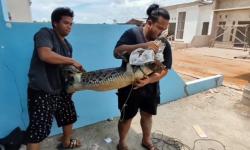 Meresahkan Karena Kerap Muncul Dekat Pemukiman, Buaya Muara Ditangkap Warga