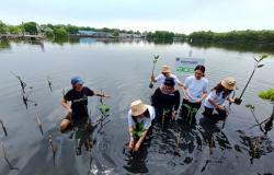 Peringati Hari Bumi, Acer Indonesia Tanam Ribuan Pohon Mangrove di Tanjung Pasir Tangerang