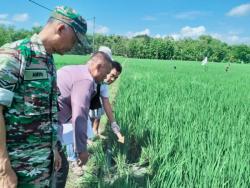 Jebakan Tikus di Sragen Kembali Renggut Nyawa Petani