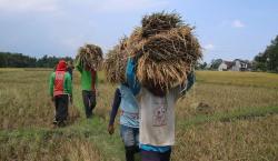 Beras Mahal tapi Petani Miskin, SPI Desak Kepala Bapanas Dievaluasi