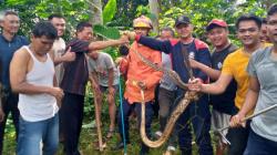 Ular Sanca Sepanjang 4 Meter Ditangkap Petugas Damkar Ciamis Usai Memangsa Ayam Milik Warga