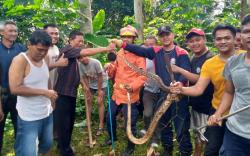 Ular Sanca yang Memangsa Ayam Warga Dibekuk Petugas Damkar Ciamis