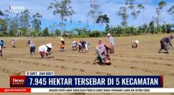 (VIDEO) Dinas Pertanian Garut Galakan Program Tanam Kentang Serentak Target 35 Ton