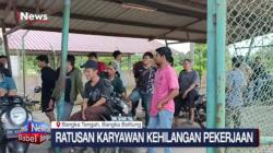 600 Lebih Karyawan Perusahaan Sawit di Bangka Kena PHK