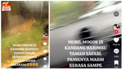 VIRAL : Auto Panik Mobil Mogok di Kandang Harimau Taman Safari