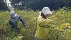 Hindari Busuk Meski Harga Murah, Petani Cabai di Kediri Terpaksa Panen