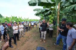 Setelah Sukun, Kini Pisang Celavendish Siap di Kembangkan di Sulbar Pj Bahtiar Boyong OPD ke Bone