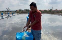 Kolaborasi Manis PT Sumatraco dan Petani Binaan, Panen Garam Perdana hingga 2 Ton