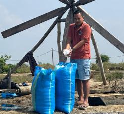 Masa Depan Pertanian Garam Cerah Bersama PT Sumatraco, Panen Garam Capai 2 Ton