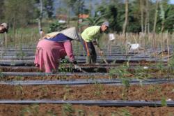 Mentan Tekankan Program YESS Untuk Genjot Pertanian