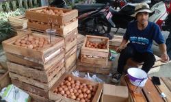 Harga Telur Ayam di Ciamis Turun Jelang Hari Raya Idul Adha 1445 H