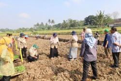 DKPPP Temanggung dan BRIN Uji Varietas Tembakau untuk Adaptasi Iklim