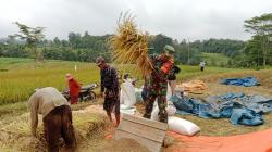 Serda Sutikno Babinsa Koramil Banjit Bantu Warga Binaan Panen Padi di Sawah