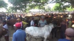 Jelang Idul Adha Pasar Hewan di Tuban Diserbu Pembeli Dari Luar Daerah