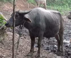 Waduh, Jelang Idul Adha, Kerbau Warga Cijaku Lebak Hilang