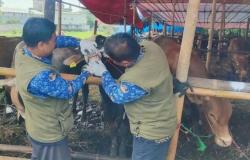 Jelang Idul Adha, DKPP Kota Cilegon Periksa Lapak Pedagang Hewan Kurban