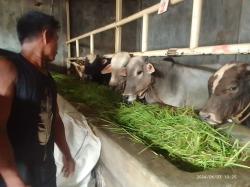 Pedagang Hewan Kurban di Indramayu Mulai Kebanjiran Orderan, Segini Harga Satu Ekor Sapi