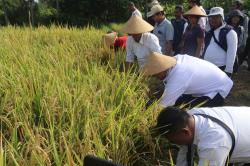 Panen Padi Perdana dengan Teknik Hazton di Subak Sambangan Tingkatkan Produksi Gabah hingga 50%