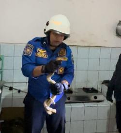 Hiiii,, Warga Sekarputih Temukan Ular Cobra Sembunyi di Rak Bumbu Masakan