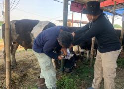Hati-hati! DPKP Temukan Hewan Kurban Tak Layak Jual di Lapak, Masyarakat Diminta Teliti