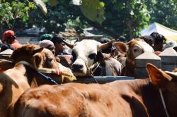 Jelang Idul Adha, Pemkab Banyumas Terus Monitoring Kesehatan dan Stok Hewan Ternak