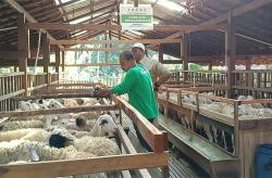 Luncurkan Program Balai Ternak Rojo Koyo di Gunungkidul, Baznas Salurkan Bantuan 190 Kambing