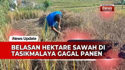 VIDEO: Serangan Hama Wereng di Tasikmalaya, Belasan Hektar Sawah Gagal Panen