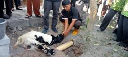 Jelang Idul Adha, 32 Takmir Masjid di Semarang Ikuti Pelatihan Penyembelihan Hewan Qurban