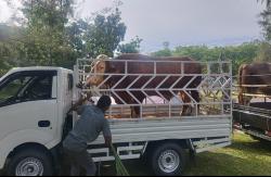 Presiden RI Jokowi Kirim 1 Ekor Sapi Qurban Seberat 1 Ton untuk Warga Pidie Jaya