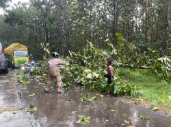 Hujan Deras Disertai Angin Sebabkan Satu Pohon di Jalan Purwodadi – Solo Hutan Geyer Tumbang