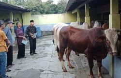 Supermarket Sapi hadir di Kulonprogo, Sediakan Hewan Kurban Bergaransi