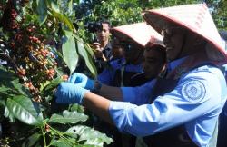 Mengenal Tradisi Rokat Molong Kopi, Prosesi Dimulainya Panen Raya Kopi Ijen Raung