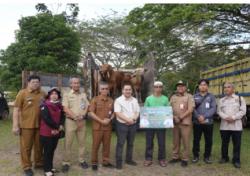 Lamandau Mendapat Bantuan 16 Ekor Sapi Qurban dari Pemprov Kalteng