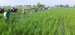 Serangan Hama Padi Kian Mengganas, 2.855 Hektar Sawah di Karawang Terancam Puso