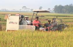 Pemkab Kebumen Kembangkan Corporate Farming