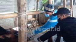 Empat Ekor Sapi di Kota Tegal Terinfeksi Virus PMK