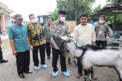 Hewan Kurban Luar Jombang Harus Dikarantina Dulu, Ini Tujuannya