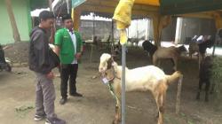 Bazar Hewan Kurban Jadi Pilihan Jelang Idul Adha