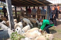 Beri Bantuan Ternak Kambing, Baznas Berdayakan Mustahik di Kulonprogo