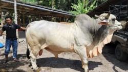 Sapi Kurban Seberat 1 Ton Dibagikan Jokowi ke Setiap Provinsi, Termasuk IKN