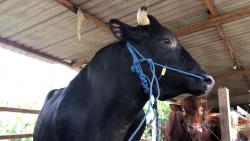 Dua Sapi Berukuran Jumbo Milik Warga Ponorogo Dibeli SBY