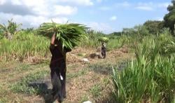 Jelang Idul Adha Petani Rumput di Ponorogo Banjir Pesanan, Sehari Dapat Rp400 Ribu