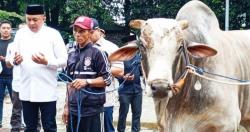 Puluhan Sapi Kurban dari Presiden Terpilih Prabowo Subianto  Untuk Warga di Babakan Madang Bogor