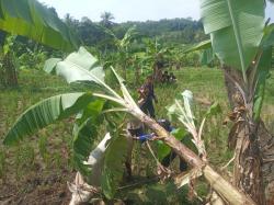 Sapi Kurban Mengamuk di Kuningan, Berhasil Dievakuasi Setelah Tiga Jam