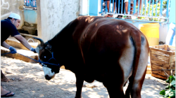 Presiden Jokowi Serahkan Sapi Simental 985 Kg Sebagai Hewan Kurban untuk Umat Muslim di  Kab Belu