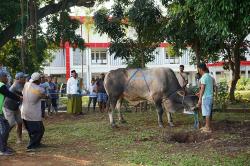 Idul Adha 1445 H, Jajaran Polda Jateng Sembelih 176 Sapi dan 215 Kambing