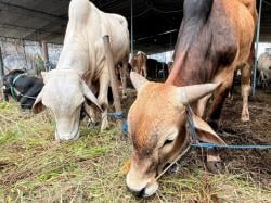 Hari Kedua Idul Adha, Masjid Istiqlal tak Bagikan Daging Hewan Kurban di Lokasi