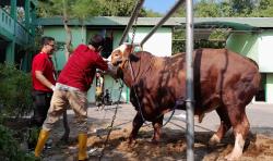 Dispertan Sukoharjo Cek Sapi Simental Kurban Presiden Jokowi di Ponpes Kholifatulloh Singo Ludiro