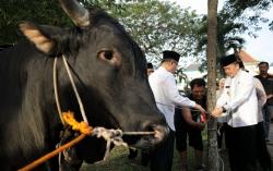 Momen Hari Raya Idul Adha 1445 H, Gerakan Kurban Serentak se-Sumsel Serahkan Bantuan 390 Ekor Sapi